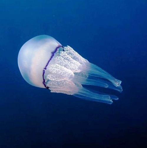 jellyfish spirit