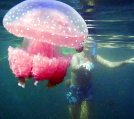 Jellyfish in Sulawesi