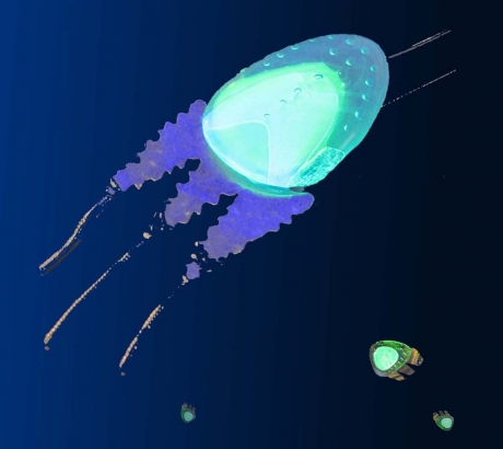 UV medúza