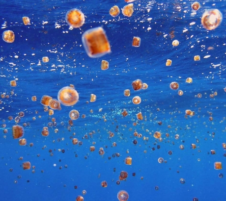 medúza hangulat 4