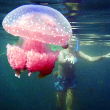 Jellyfish in Sulawesi