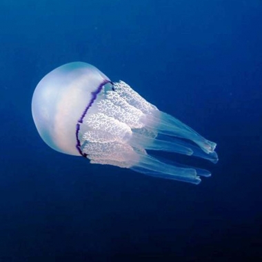 medúza hangulat 2