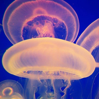 jellyfish spirit