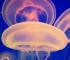 medúza hangulat 3